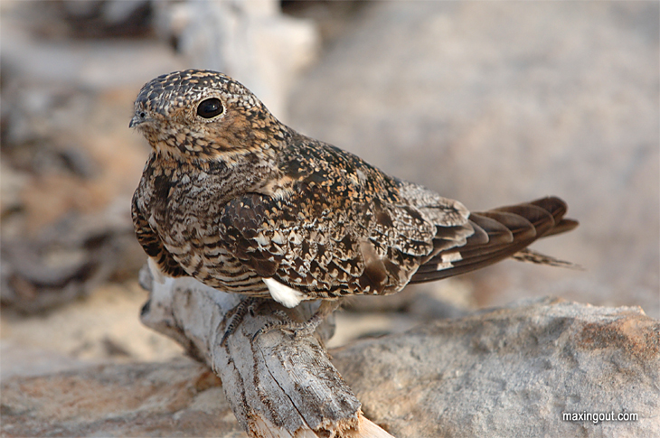 Nightjar-two.jpg