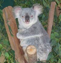 koala