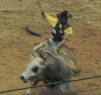 Rodeo.jpg