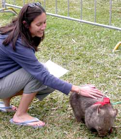 wombat