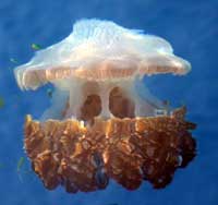 Jellyfish