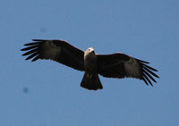 eagle2