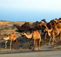 omancamel2