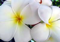 Frangipani