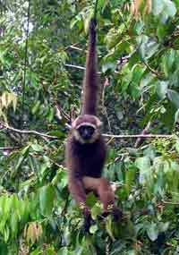 Gibbon