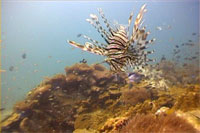 lionfish