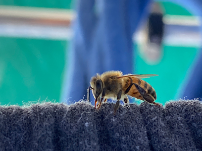 Bees of the sea of Cortez