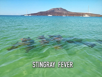 A stingray fever