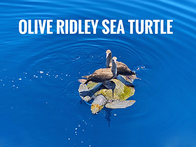 Olive ridley sea turtle