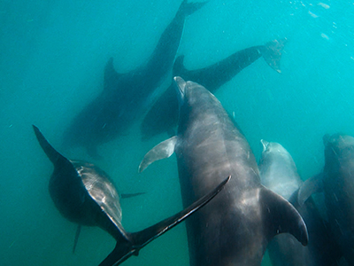 Porpoises Of Mordor Bay