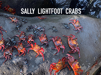 Sally Lightfoot crabs