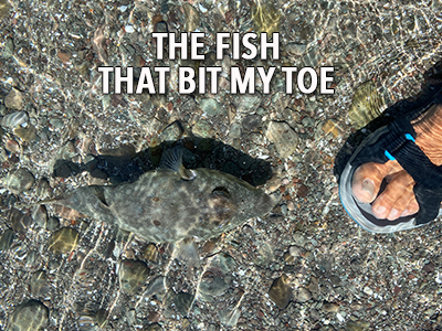 The fish bit my toe